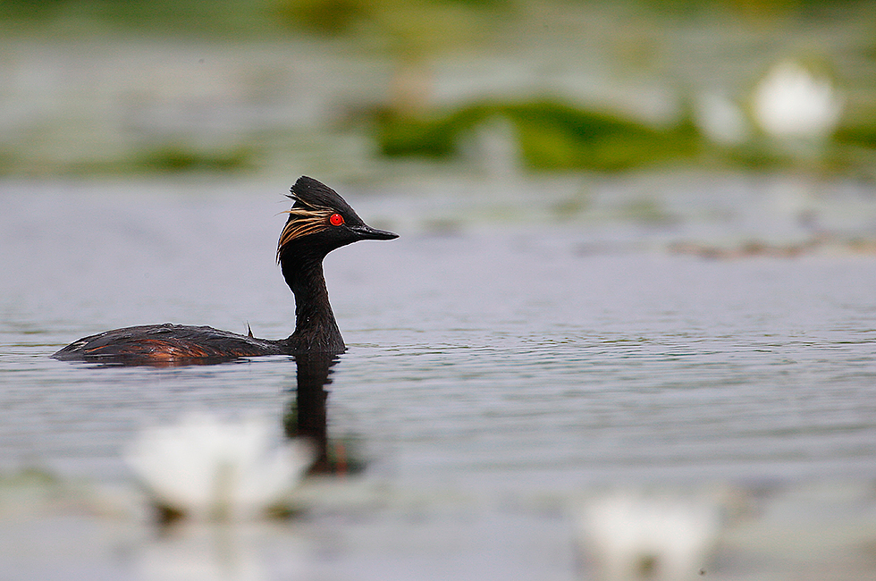 Zampullín cuelliengro (Podiceps nigricollis)